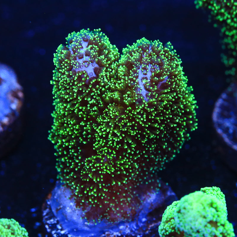 Green Pocillopora Coral