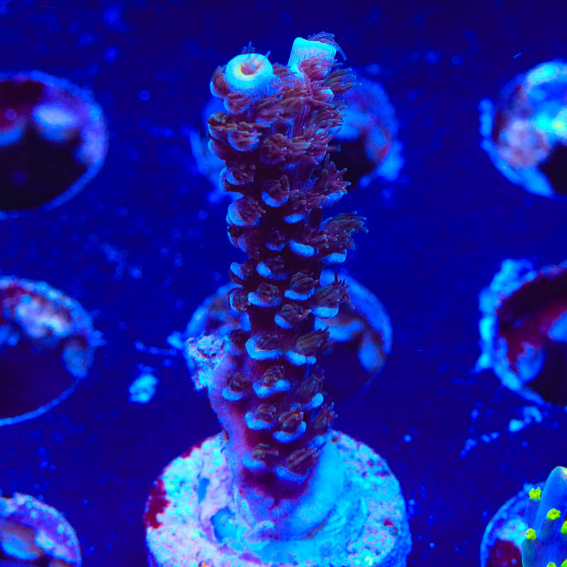 TSA Sin City Acropora Coral