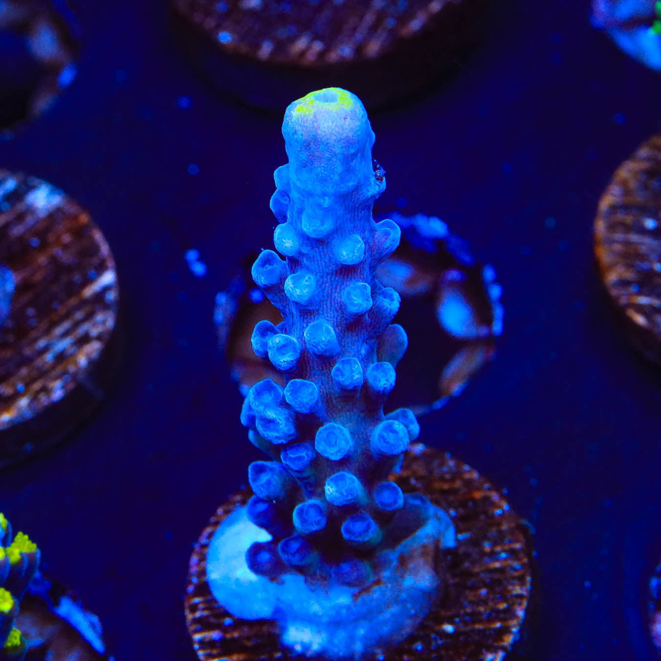 WWC Yellow Tip Acropora Coral