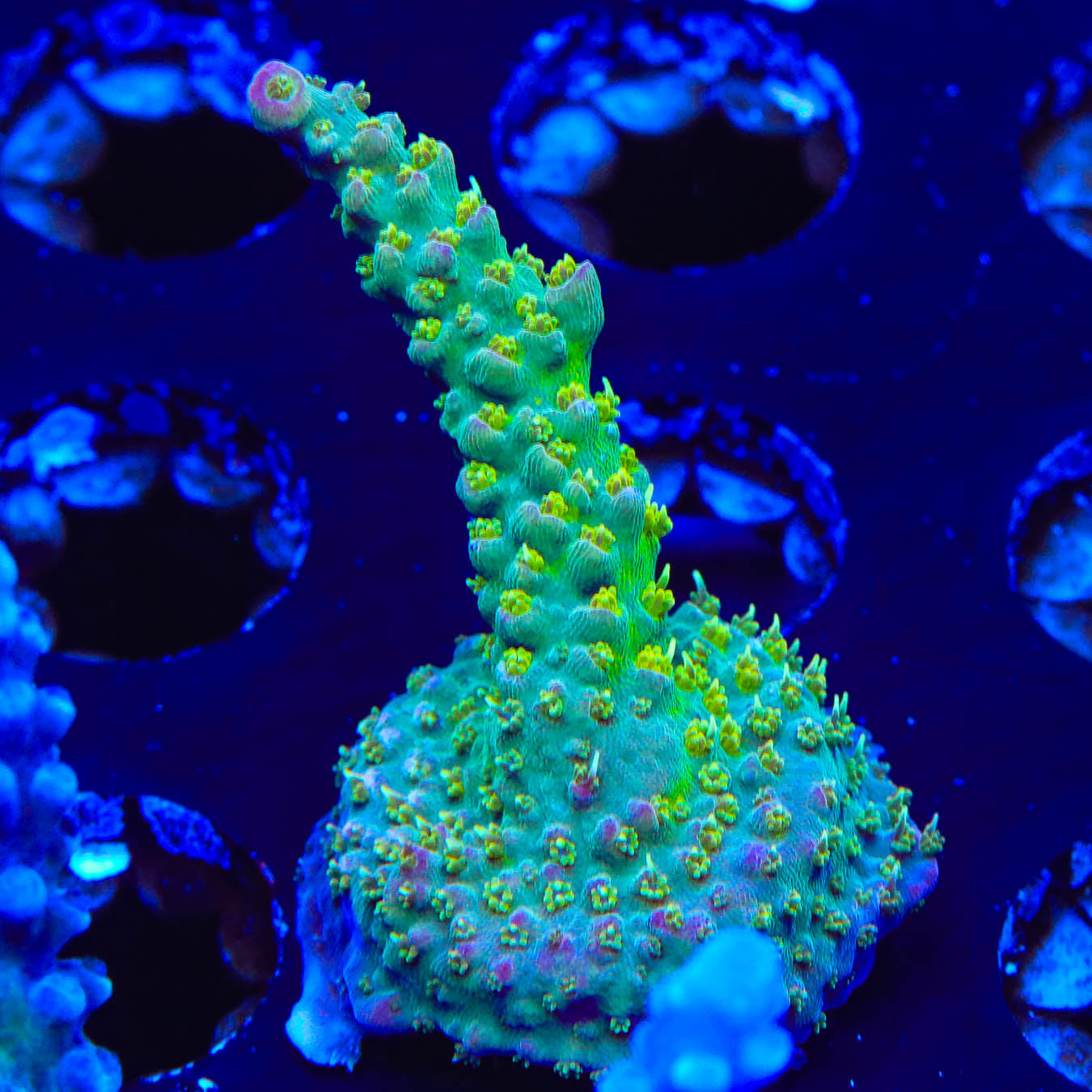 TSA The Fuzz Acropora Coral