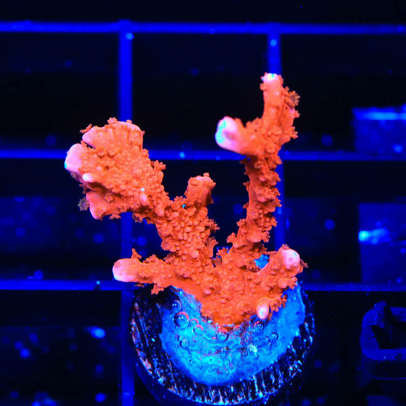 ACI Manila Spy Montipora Coral