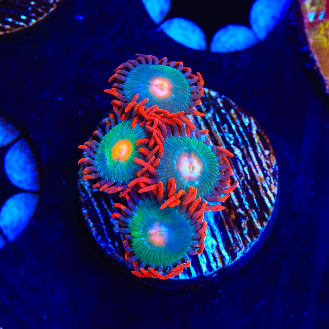 Gatorade Zoanthid Coral