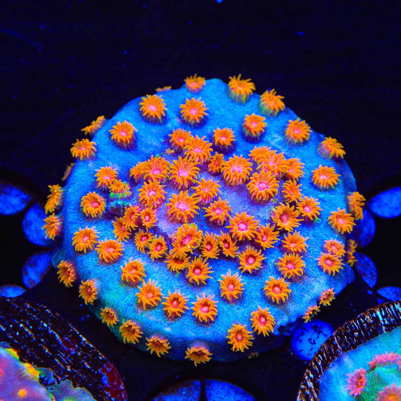 WWC Bizarro Cyphastrea Coral