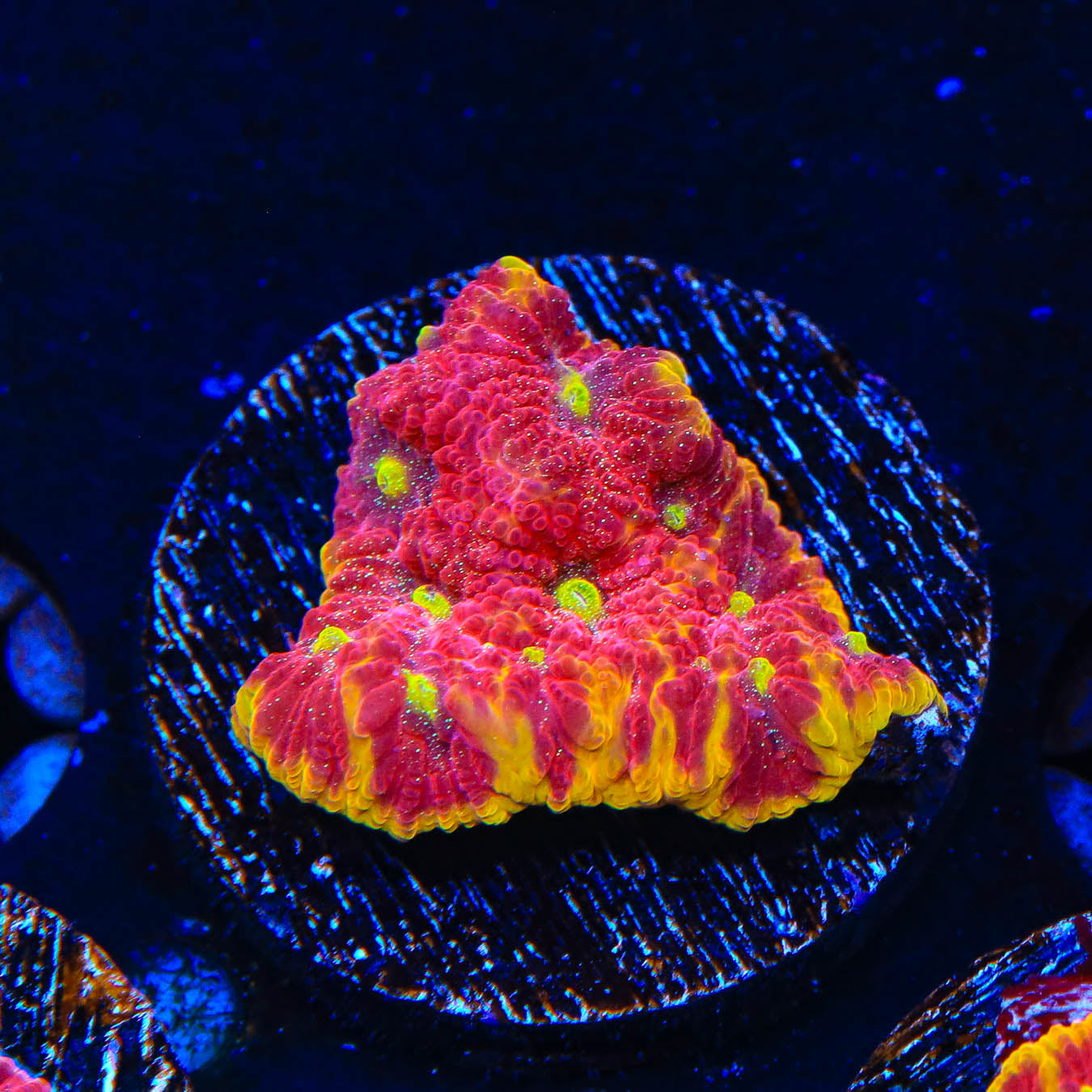 TSA Inferno Favia Coral