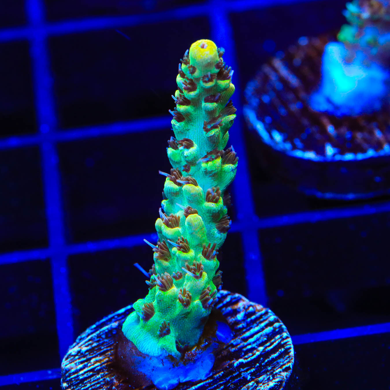 TSA Harvey Wallbanger Acropora Coral