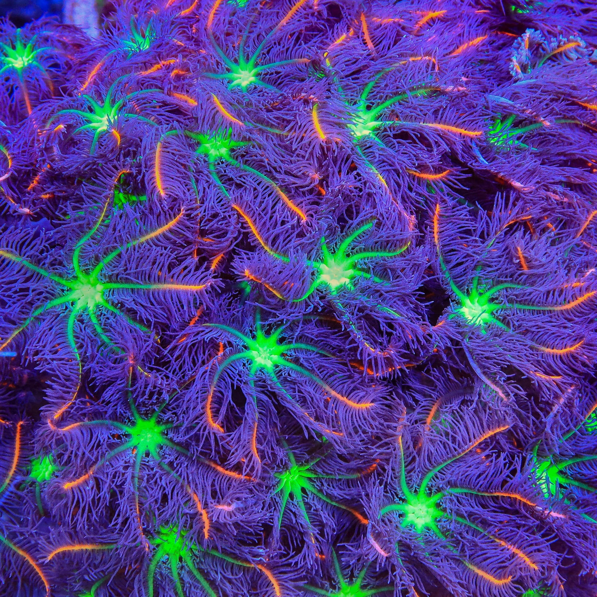 TSA Firework Clove Polyps Coral