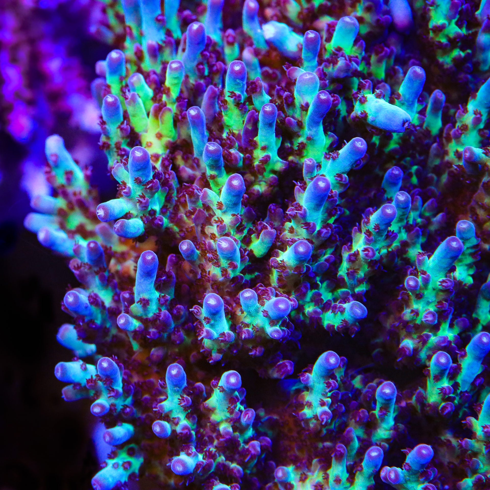 Vivid's Rainbow Delight Acropora Coral